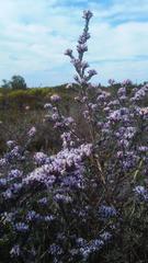 Amphithalea violacea