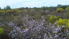 Amphithalea violacea