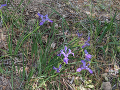 Iris hartwegii australis
