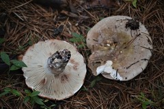 Russula dissimulans