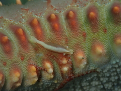 Zenopontonia soror
