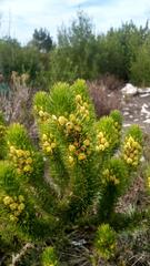 Aspalathus alopecurus