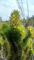 Aspalathus alopecurus