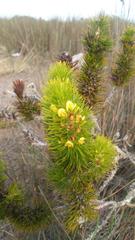 Aspalathus alopecurus