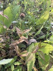 Monarda bradburiana