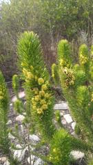 Aspalathus alopecurus