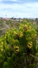 Aspalathus alopecurus