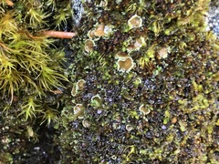 Psoroma hypnorum