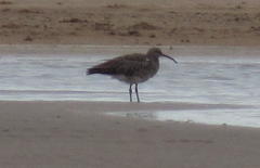 Numenius phaeopus phaeopus