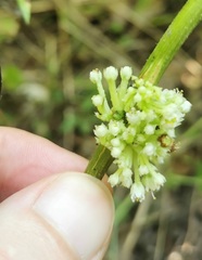 Cuscuta coryli