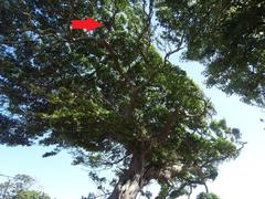 Ficus natalensis natalensis