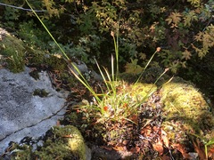 Carex nardina