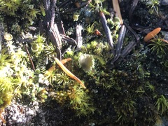 Psoroma hypnorum