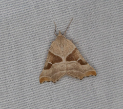 Plataea blanchardaria