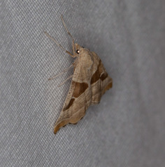 Plataea blanchardaria