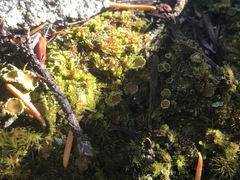 Psoroma hypnorum