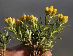 Helichrysum trilineatum