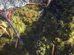Psoroma hypnorum