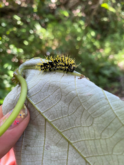 Colobura dirce wolcotti