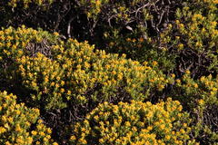 Helichrysum trilineatum