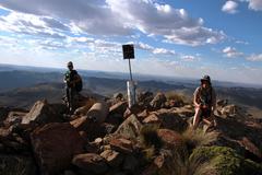 Helichrysum trilineatum