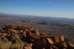 Helichrysum trilineatum