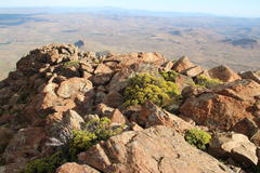 Helichrysum trilineatum