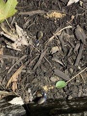 Oxychilus draparnaudi