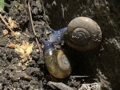 Oxychilus draparnaudi
