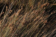 Ficinia compasbergensis