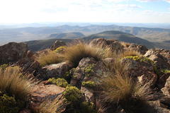 Ficinia compasbergensis