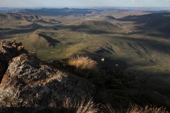 Ficinia compasbergensis