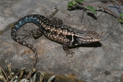 Sceloporus parvus