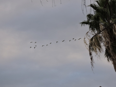 Psittacara holochlorus