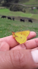 Colias lesbia