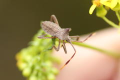 Elasmopoda