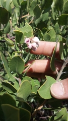 Arctostaphylos glauca