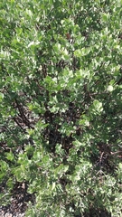 Arctostaphylos glauca