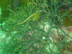 Bifurcariopsis capensis