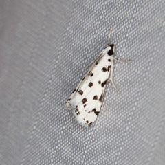 Eustixia pupula