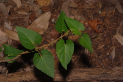 Matelea edwardsensis