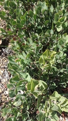 Arctostaphylos glauca