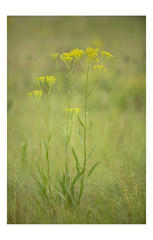 Senecio inornatus