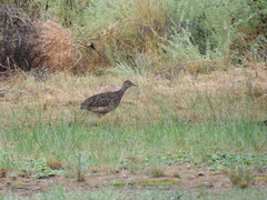 Nothoprocta cinerascens