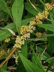 Cuscuta cephalanthi