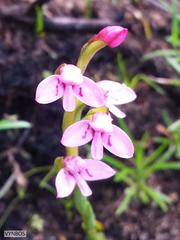 Disa vaginata