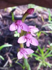 Disa vaginata