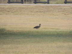 Nothoprocta cinerascens