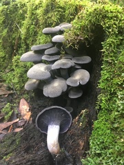 Omphalotus mexicanus