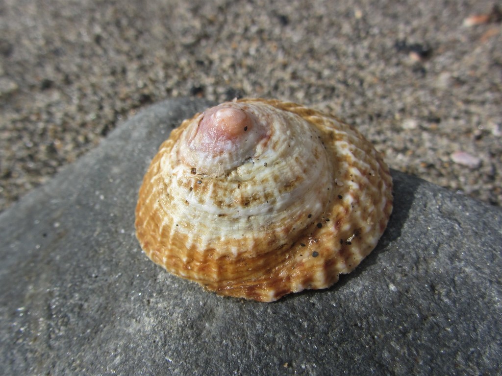 Trochita